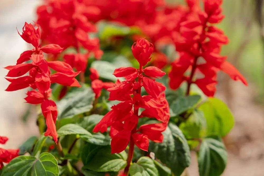 Blood Sage Flower Seeds | 50 Seeds | Salvia penthemton | Hummingbird Attracting