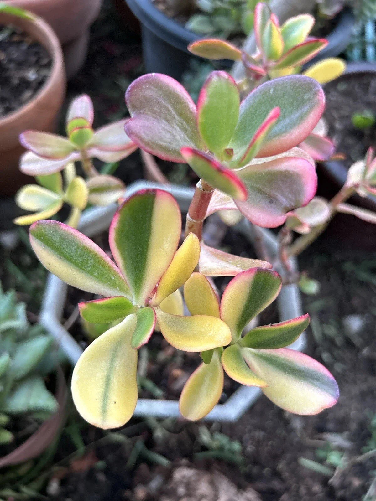 Rainbow Jade Cuttings - Crassula Ovata "Siempre Viva" Rare Money Tree Plant with Blooms - Succulent Propagation Kit