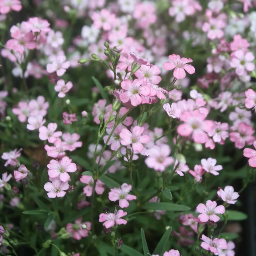 Pink Baby's Breath Seeds - 325 Seeds Gypsophila elegans Annual Flower for Borders & Arrangements