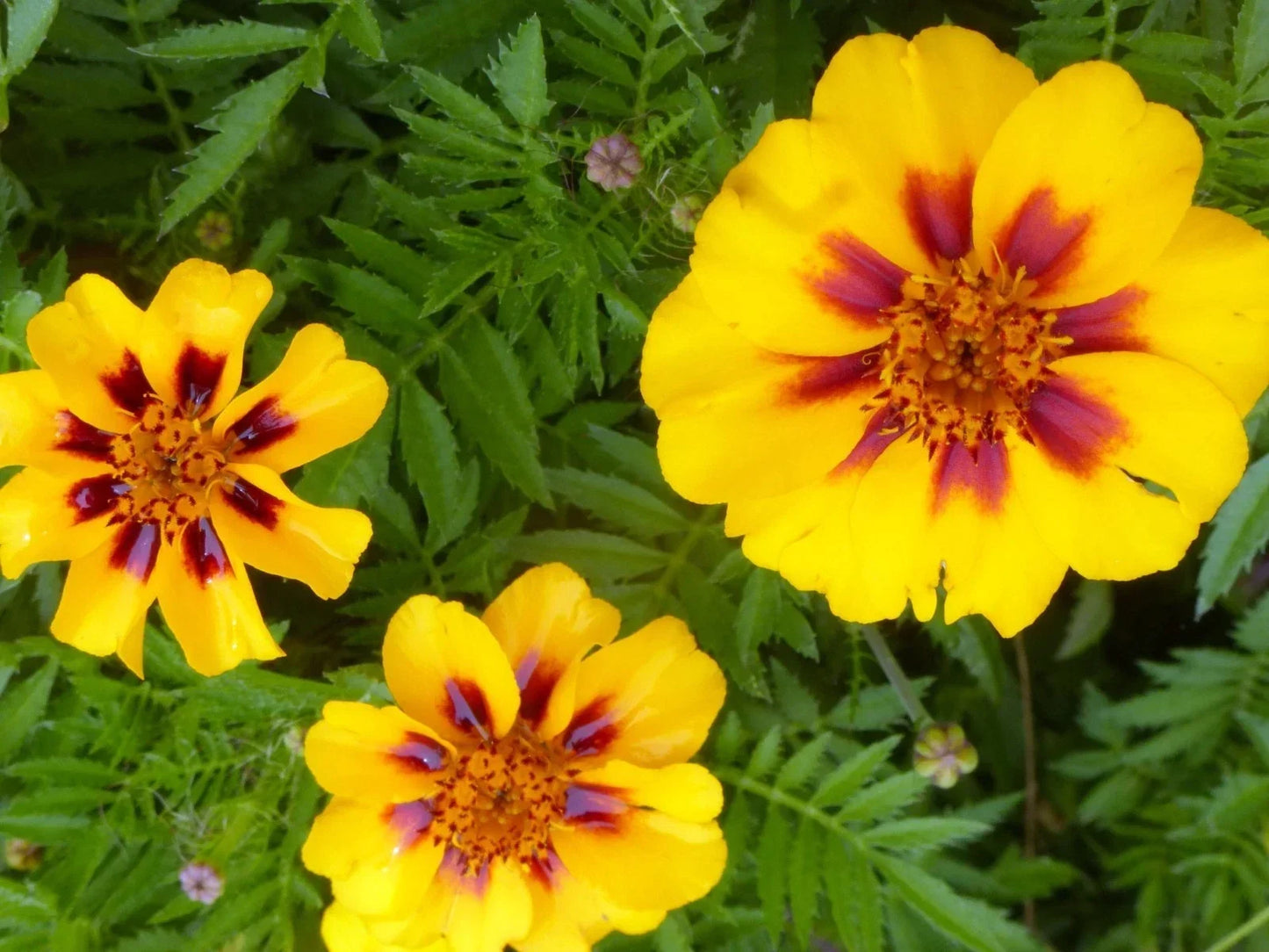 French Marigold Seeds, Dainty Marietta Variety, Attracts Butterflies & Hummingbirds, Tagetes patula, Compact 8-12 inches