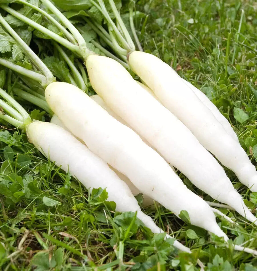 Radish Seeds - White Icicle, Fast Growing, Non-GMO, 425 Seeds, Raphanus sativus, Cool Season Vegetable, Garden & Container Planting