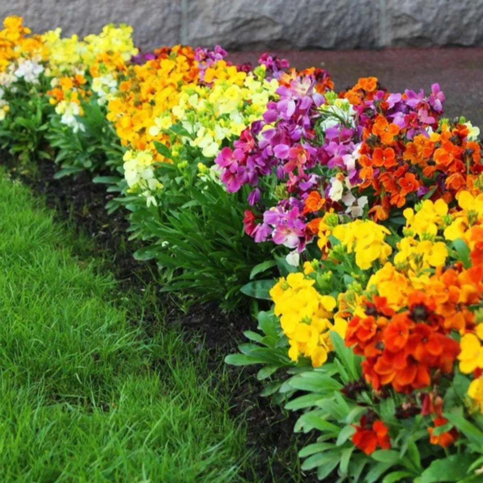 English Wallflower Seeds - Perennial Mix, 55 Seeds, Erysimum cheiri, Garden Flower, Fragrant Blooms, Full Sun, Hardy Zones 4-8