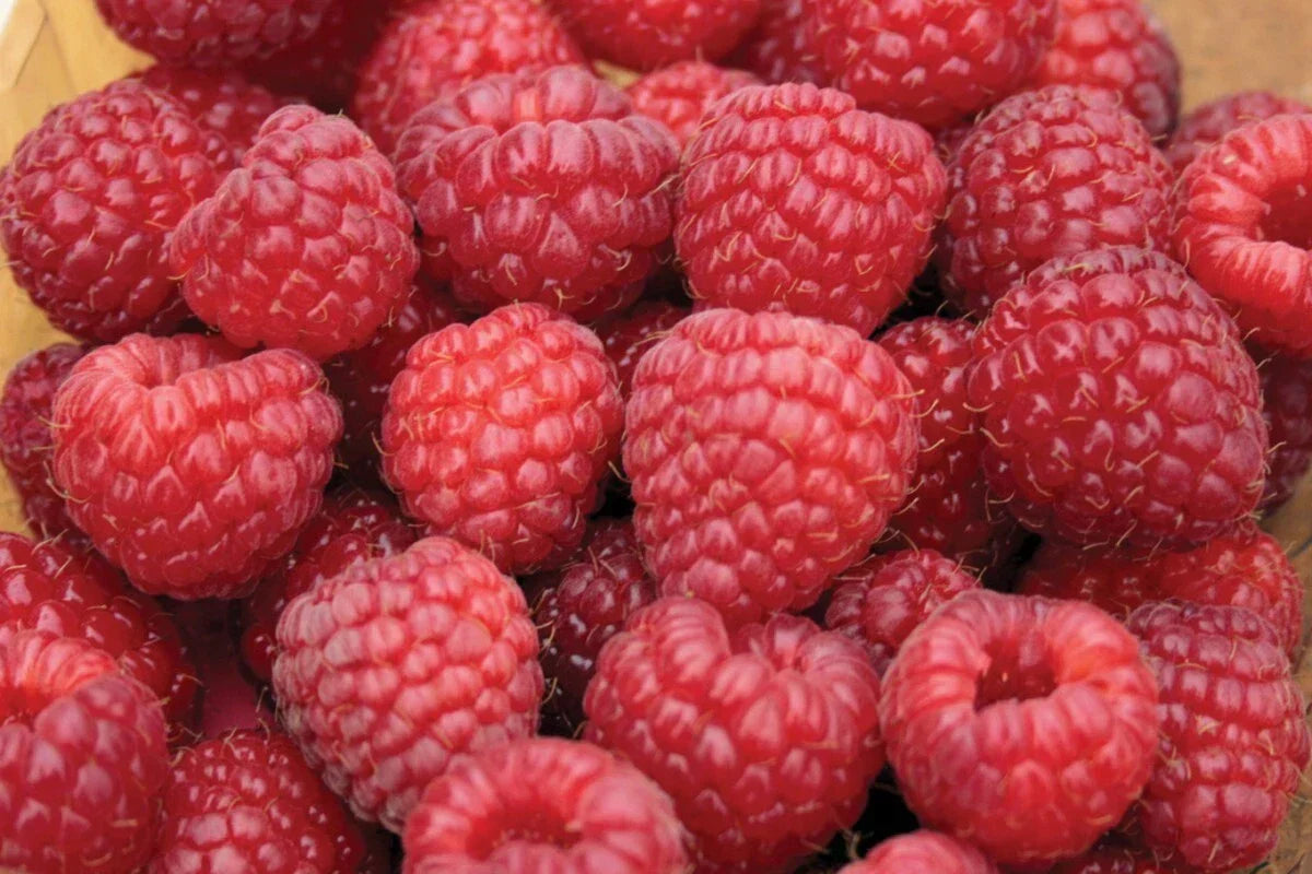 Nova Red Raspberry Plant Starter - Live Rooted Rubus idaeus for Zones 3-8