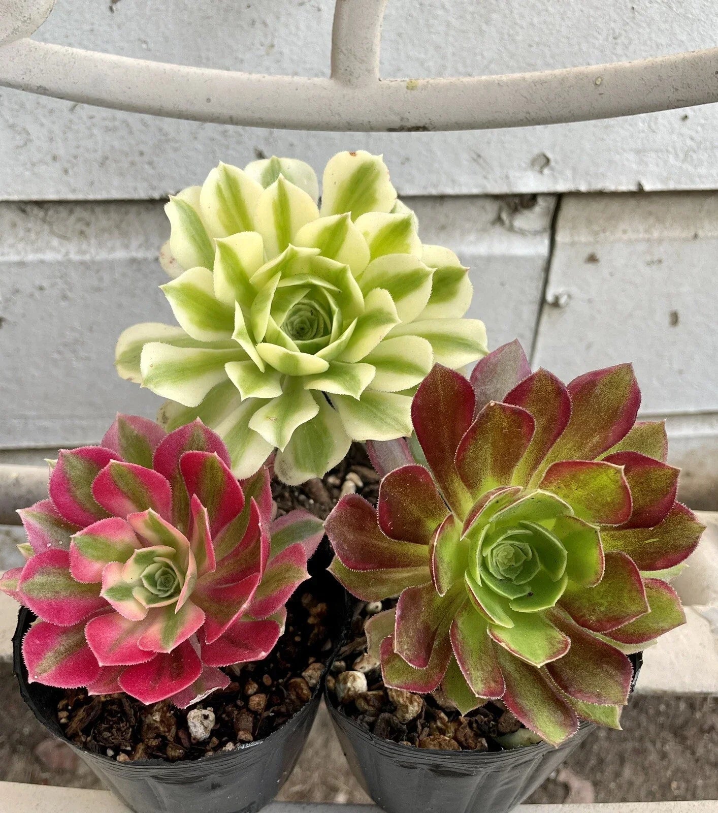 Succulents Live Plants - Aeonium Cutting Combo - Varied Colors - Indoor Garden Plants - Easy Care Succulents - Aeonium spp.
