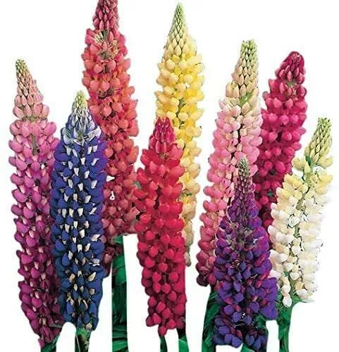 Giant Lupine Seeds - 20 Count - Lupinus polyphyllus Exotic Flower Variety