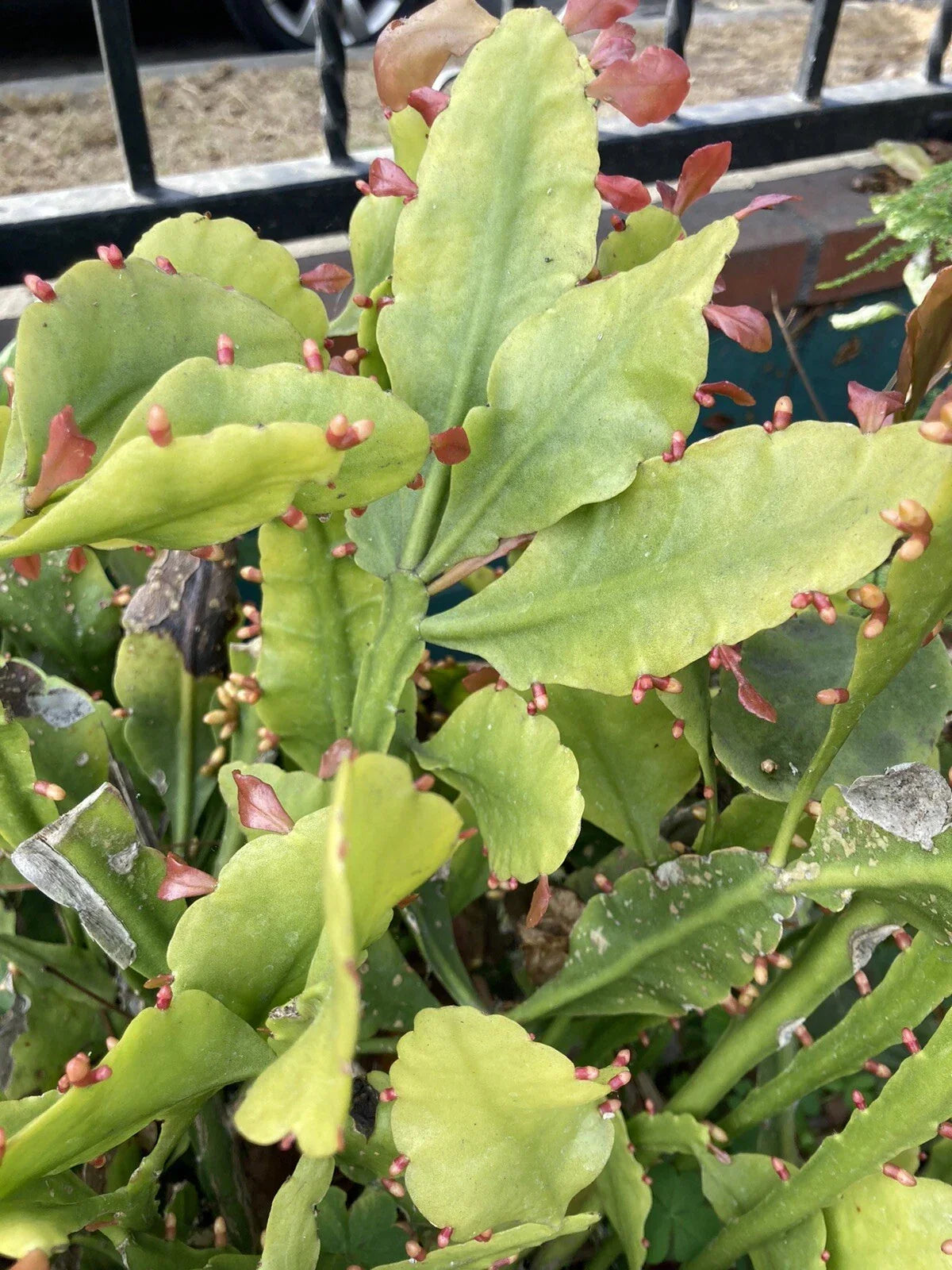 Rare Rhipsalis goebeliana Cuttings – 4 Jungle Cactus Trailing Plant, Indoor Epiphyte, Tropical Rainforest Species