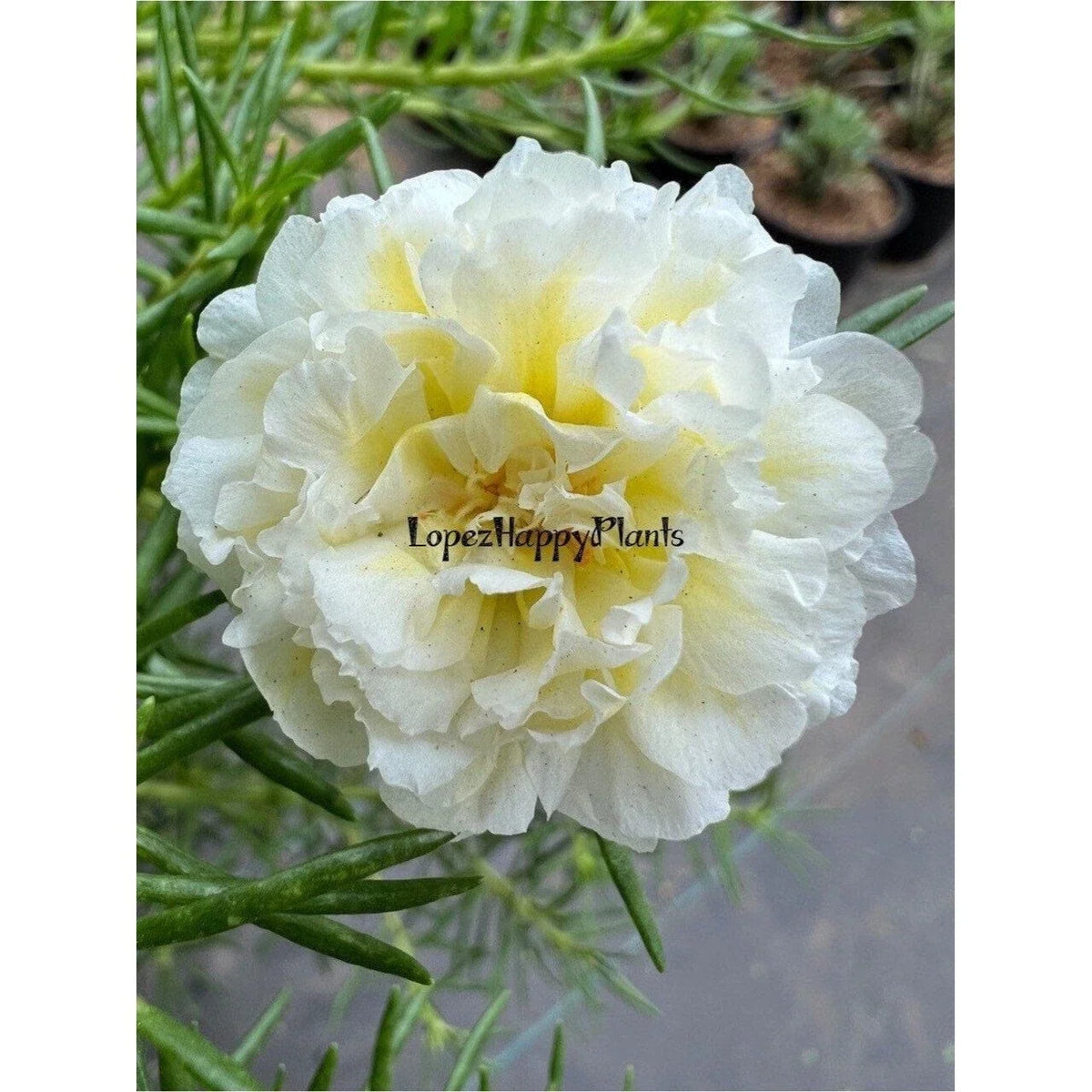 Unrooted Succulent Cuttings - Spearmint Green Portulaca grandiflora for Gardening & Propagation