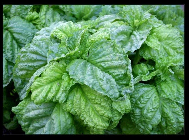 Lettuce Leaf Basil Seeds Heirloom Aromatic Bushy Plant Ocimum basilicum for Culinary Gardens