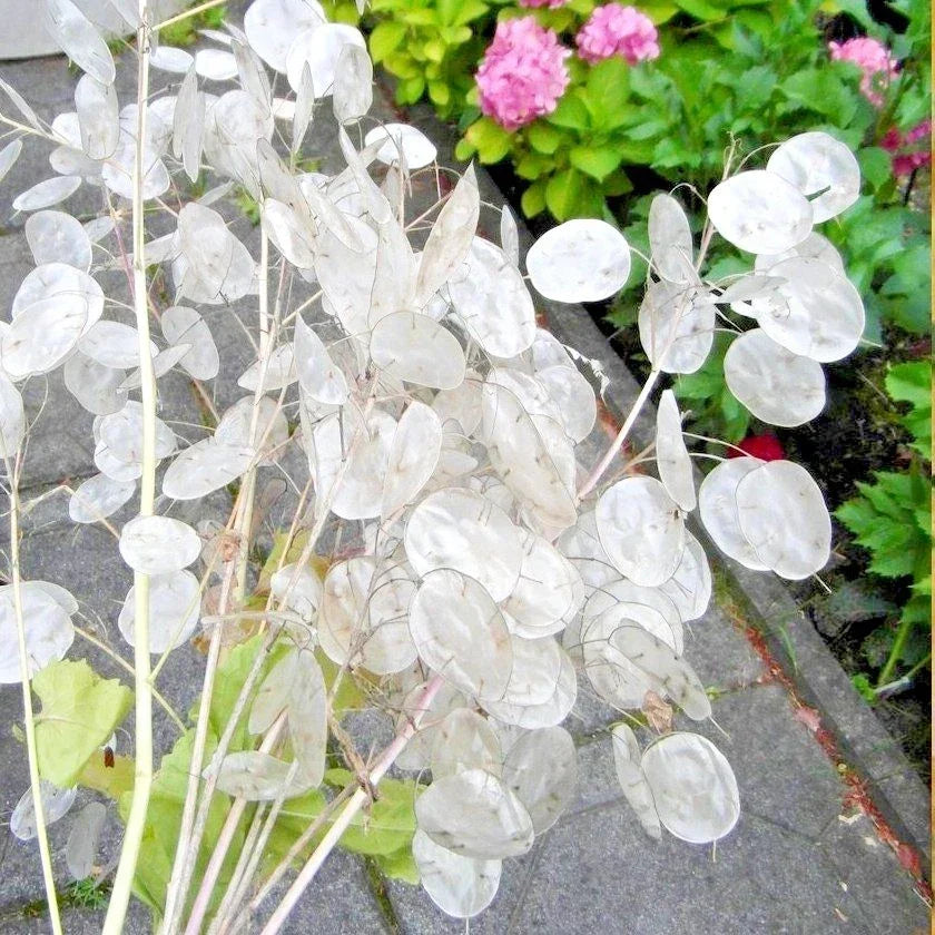 Money Plant Flower Seeds - 50+ Seeds - Native Wildflower for Ornamental Gardens