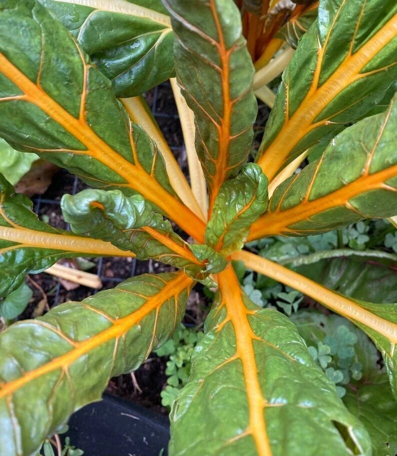 Orange Fantasia Swiss Chard Seeds 100 Pack - Heirloom, Non-GMO, Beta vulgaris subsp. cicla, Vibrant Orange Stems, Edible Greens