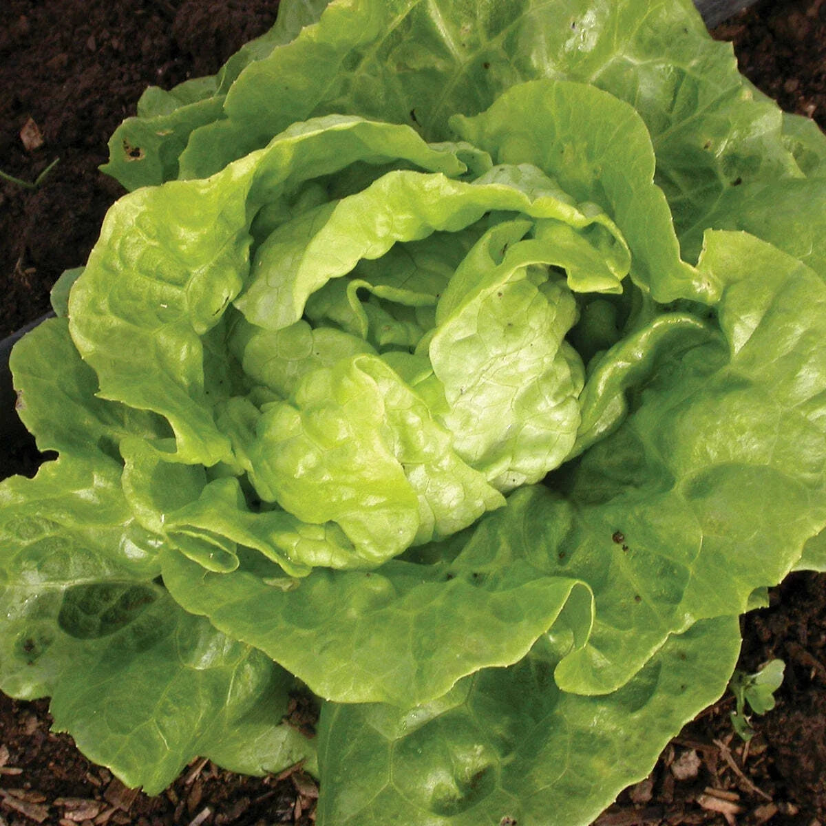 Tom Thumb Lettuce Seeds – Non-GMO Vegetable Seeds for Container Gardening, Lactuca sativa, 600+ Seeds