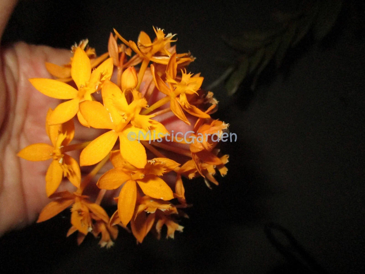 Epidendrum Orchid Cuttings - Dark Yellow Flowers - Indoor & Outdoor Plant - Epiphytic Orchid - 2 Healthy Cuttings