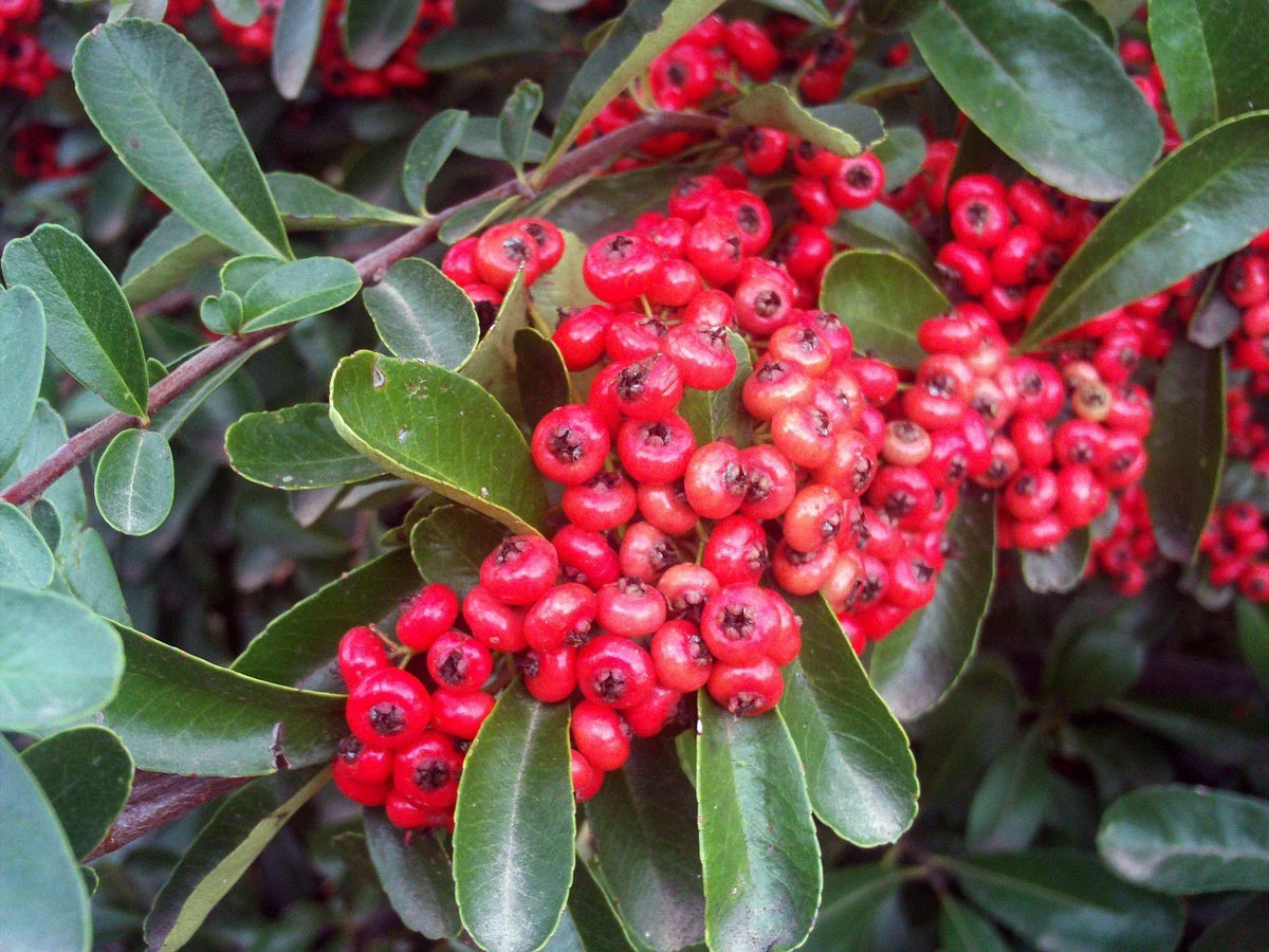 Scarlet Firethorn Seeds - 30 Count Pyracantha coccinea, Hardy Ornamental Shrub