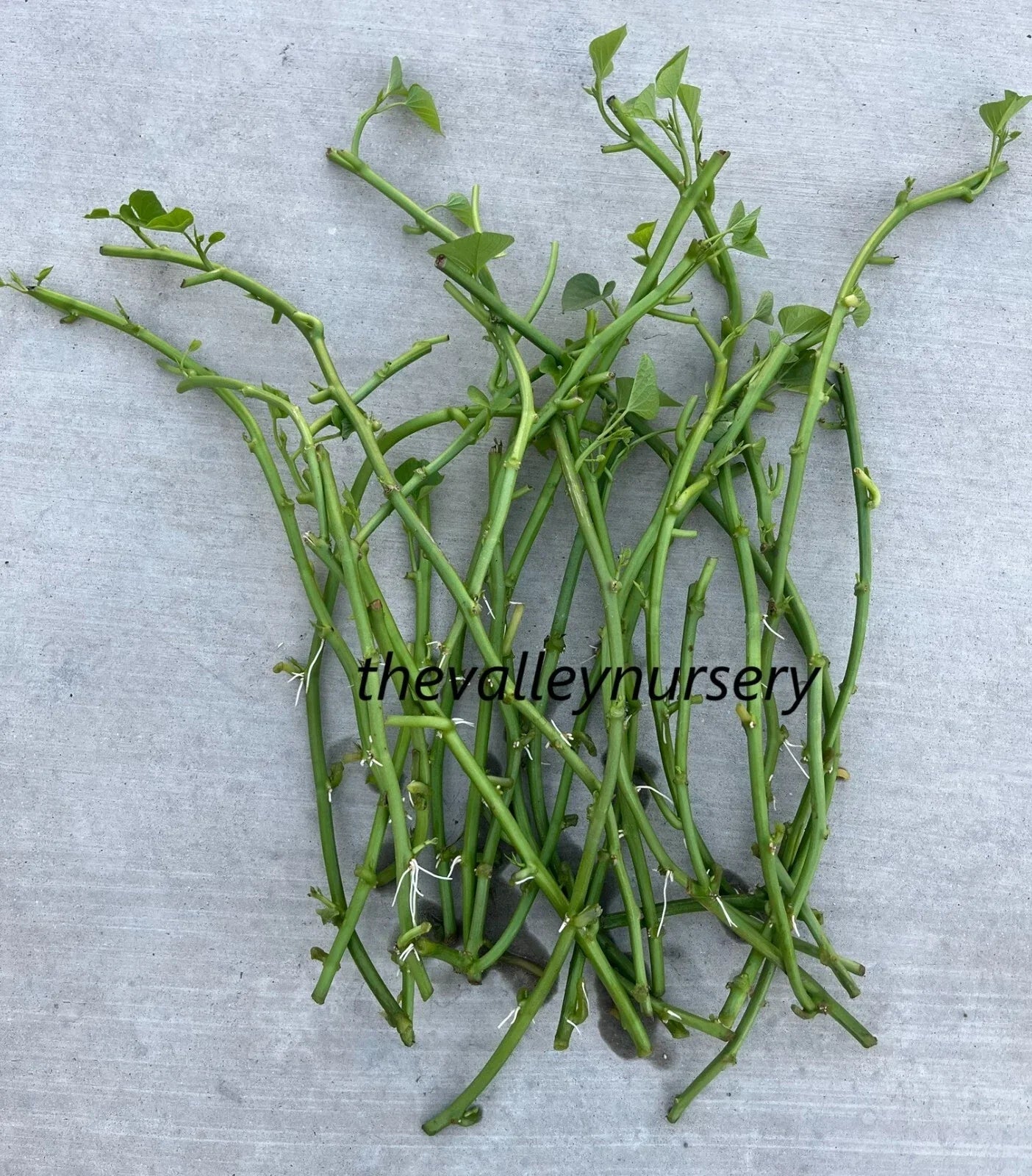 Sweet Potato Slips - 10 Rooted Vines - Ipomoea batatas - Fresh Cutting for Gardening & Container Planting