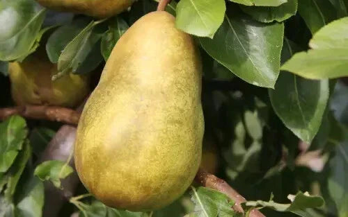 Gorham Pear Seeds - 25+ Pack for Garden Planting - Pyrus communis 'Gorham' - USA Grown