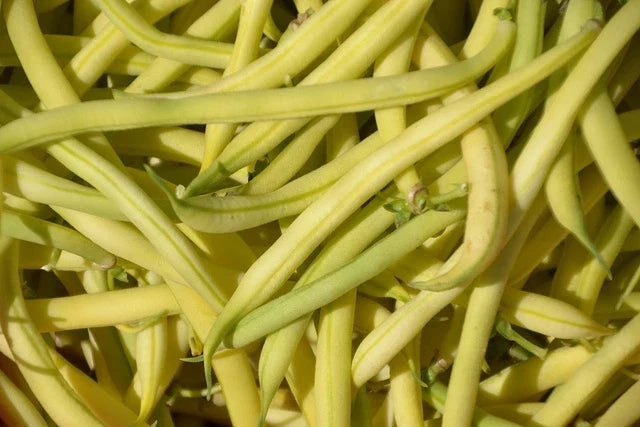 Golden Wax Bean Seeds - Bush Variety, 1 oz Pack, Phaseolus vulgaris, Yellow Beans for Home Garden, Canning & Fresh Eating