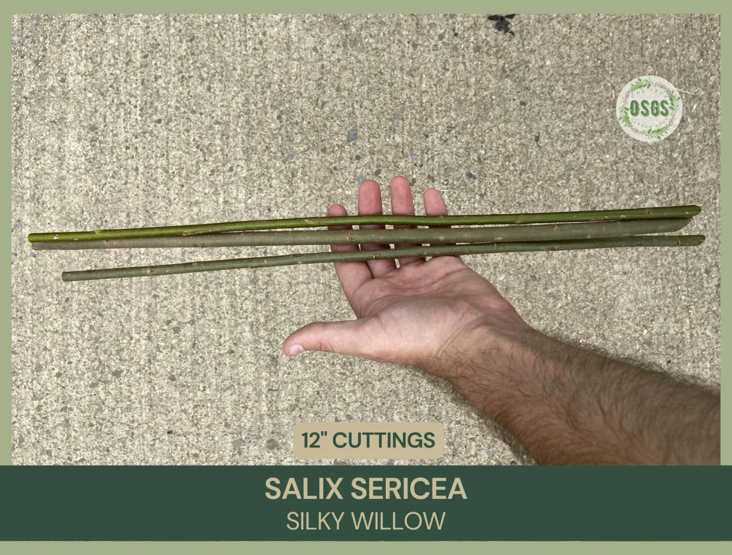 Silky Willow Cuttings – 12" Fresh Salix sericea Native Plant for Gardening, Hedges & Privacy Screens
