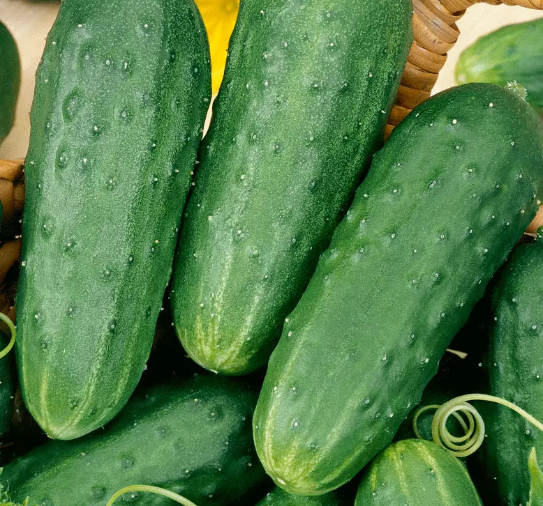 Cucumber Seeds for Pickling - 50+ High-Yield Cucumis sativus Vegetable Garden Seeds