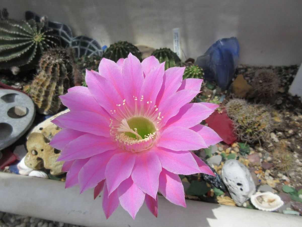 Echinopsis 'Gary Brandfeller' Lavender Cactus Potted Plant with 1 Pup - Succulent for Cactus Lovers