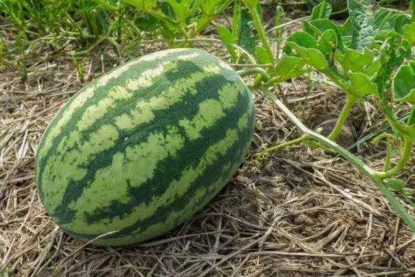 Large Non-GMO Sweet Watermelon Seeds - Heirloom Citrullus lanatus for Home Garden, Juicy & Sweet Fruit