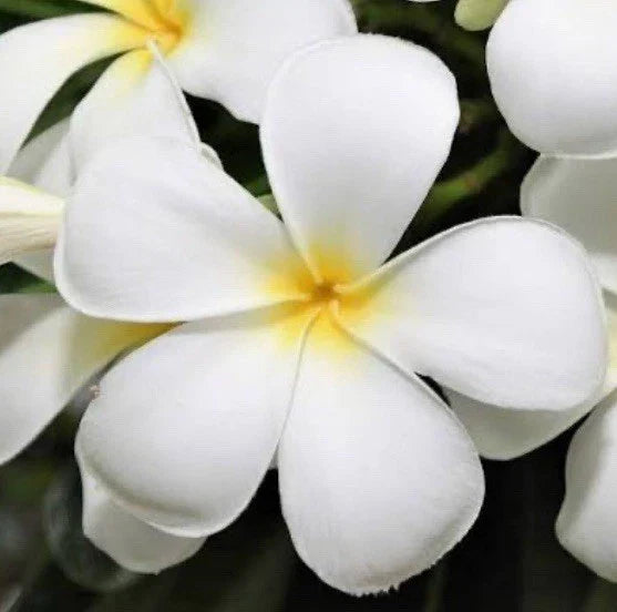 Plumeria Live Cuttings 6" White Fragrant Flower Plant Shrub for Weddings - Plumeria spp.