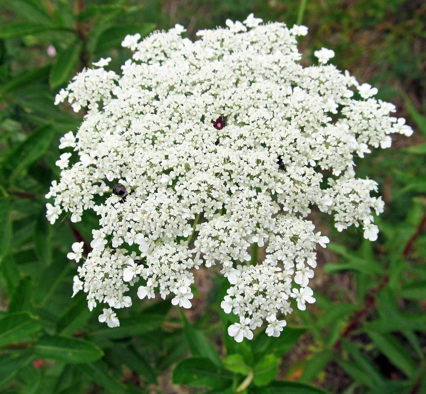 Bishops Flower Seeds, False Queen Anne's Lace, Non-GMO, 500+ Seeds, White Bloom, Daucus carota, Annual, Easy to Grow