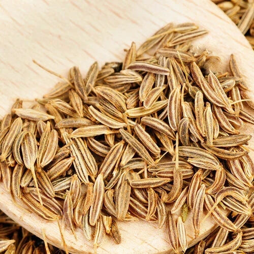 Cumin Herb Seeds - Organic Non-GMO Cuminum cyminum for Culinary Use, Heirloom Spice Seeds, Easy to Grow, Full Sun, 100 Seeds