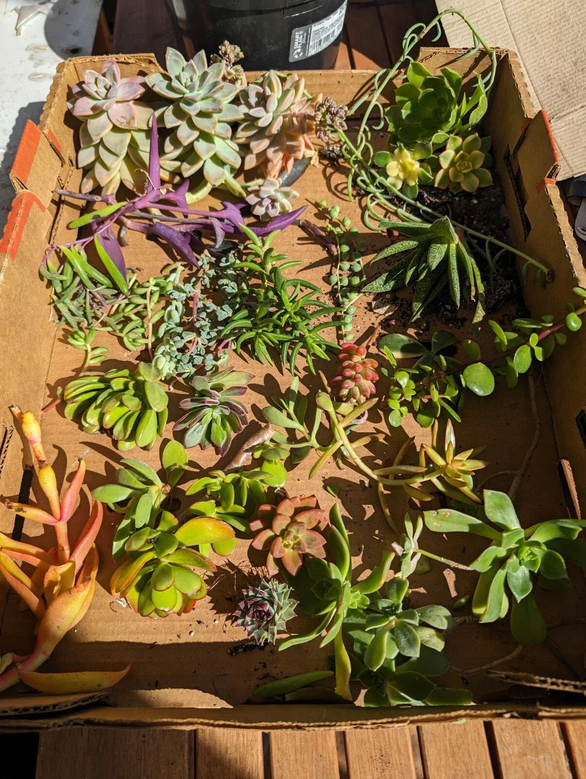 Assorted Succulent Cuttings - 35 Pieces with 50+ Varieties for Propagation & Arrangements | Indoor & Outdoor Gardening