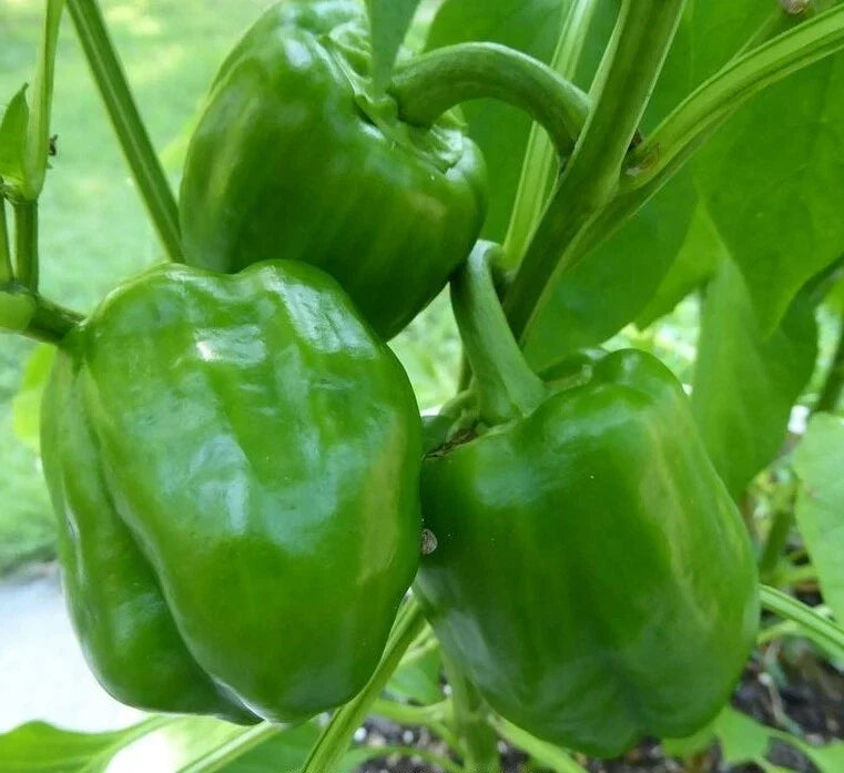 Emerald Giant Bell Pepper Seeds – Non-GMO Vegetable Seeds for Home Garden, Capsicum annuum, 50+ Seeds