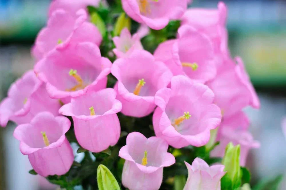 50 Pink Bellflower Seeds - Campanula Medium Perennial Garden Flowers