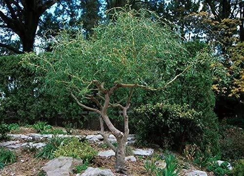 Corkscrew Willow Tree Cuttings - 20 Fast Growing Salix babylonica 'Tortuosa' for Privacy and Shade