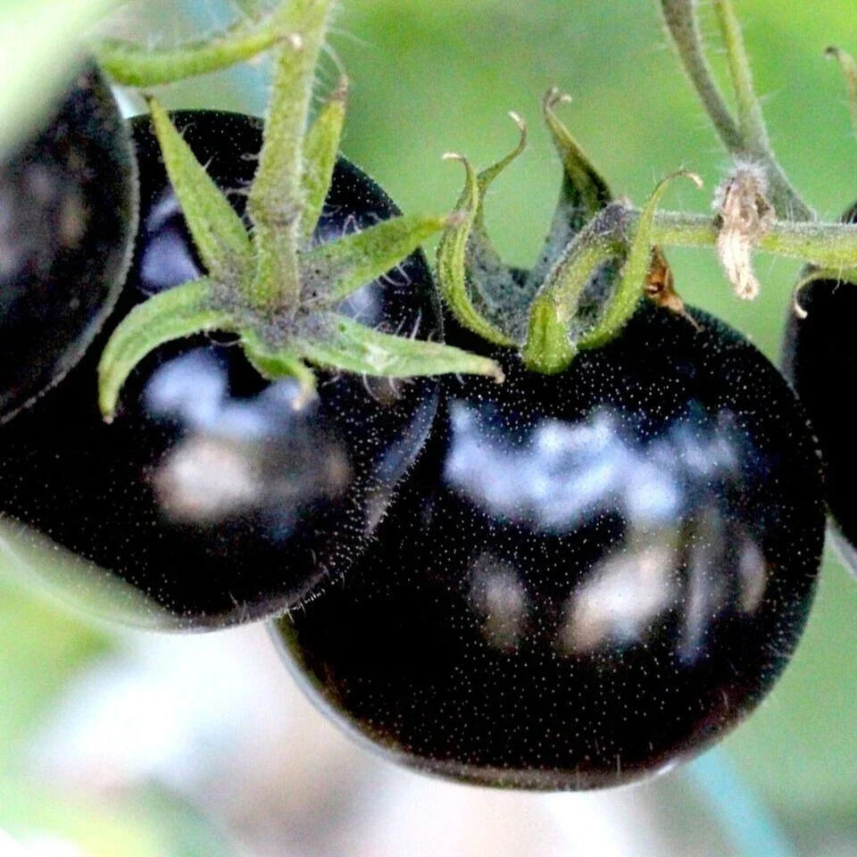European Black Cherry Tomato Seeds - Heirloom, Non-GMO, Sweet, Solanum lycopersicum, Pack of 30+