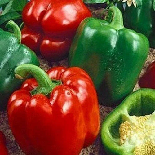 California Wonder Bell Pepper Seeds - Heirloom Non-GMO, 300 Count, Capsicum annuum, Sweet, Large Peppers, Container & Garden Planting