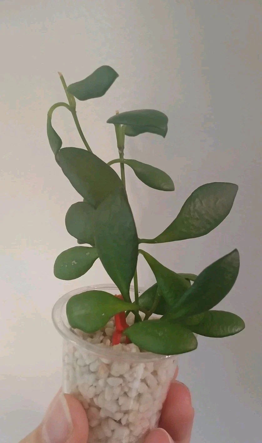 Hoya Heuschkeliana Cutting | Live Indoor Plant | Trailing Vine | Southeast Asia | Easy Care Houseplant