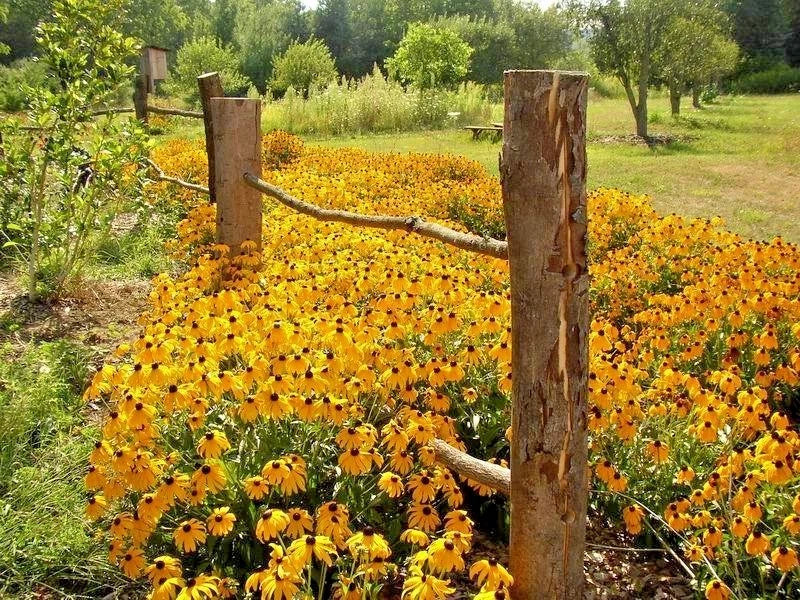 Black Eyed Susan Flower Seeds - 1 oz Perennial Native Wildflower - Drought Tolerant Rudbeckia hirta for Gardens and Pollinators
