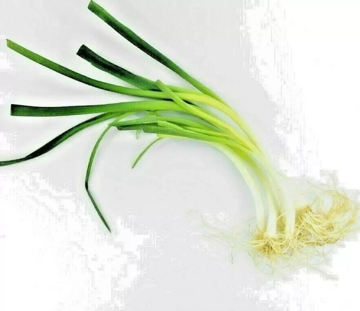Onion Chive Seeds - Organic Non-GMO Herb Seeds for Culinary Garden, Perennial Allium schoenoprasum, Easy to Grow