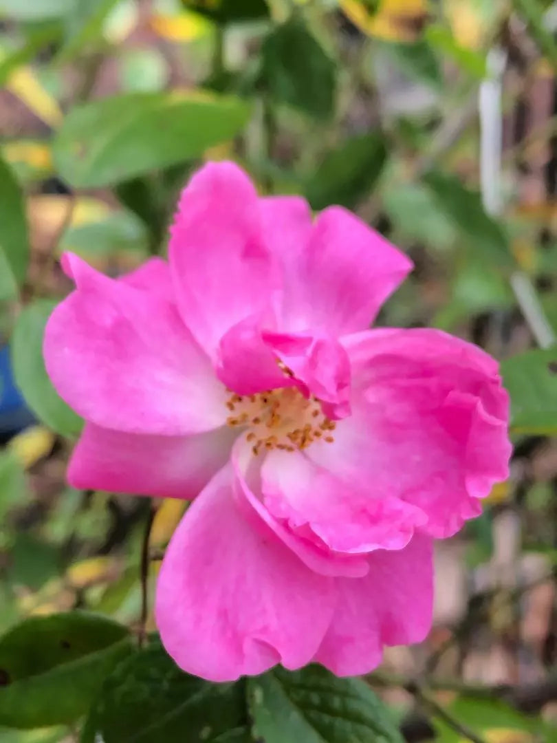 Nearly Thornless Rose Cuttings - Rosa Tausendschon 'Thousand Beauties' - 3 Pieces, 6-8" Long, Fragrant Pink Blooms, Easy Care Garden Plant