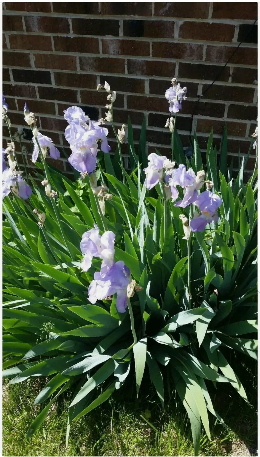 Tall Iris Plants - 2 Rhizomes - Lilac Blue Perennial - Iris germanica Garden Flowers