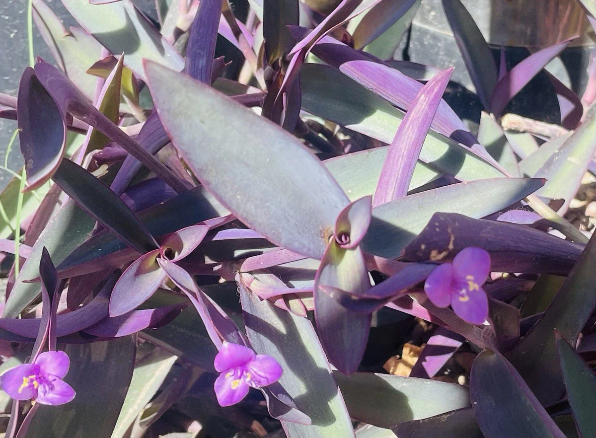 Tradescantia Pallida Clippings - 15 Purple Heart Cuttings for Propagation, Indoor & Outdoor Planting