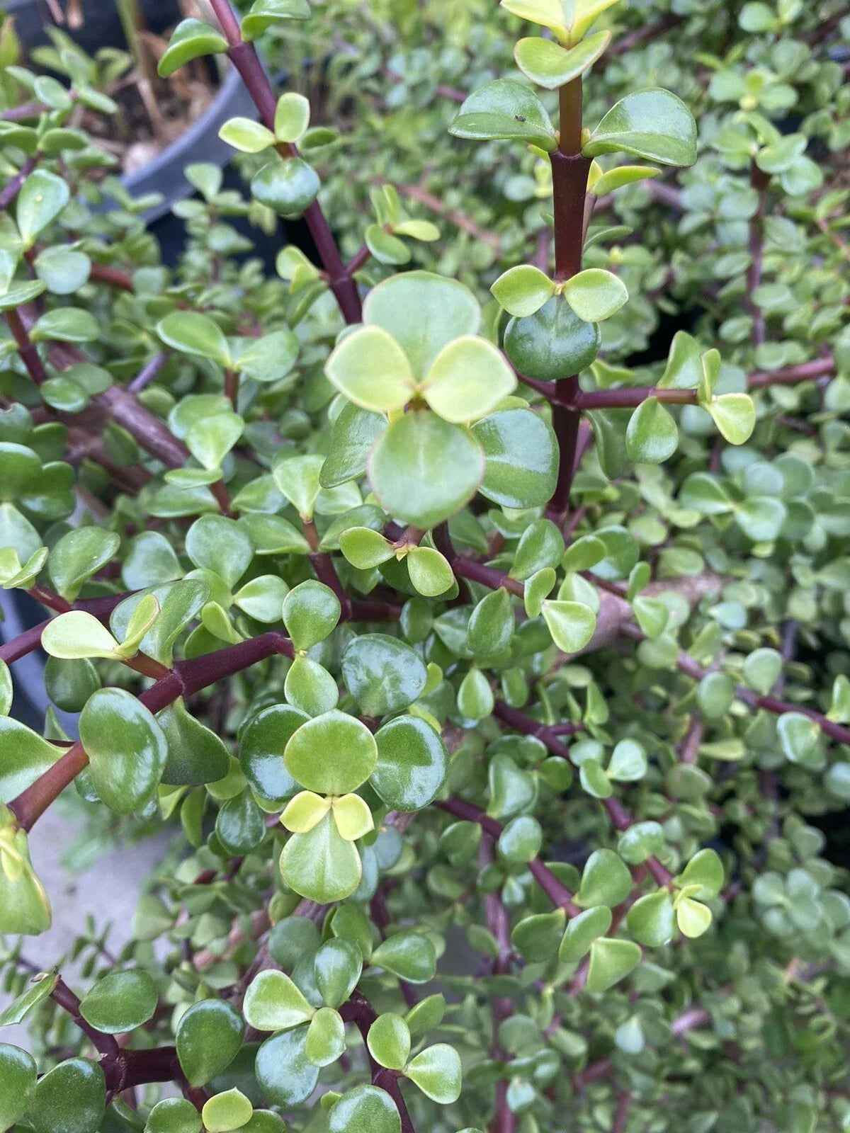 Elephant Bush Succulent Cuttings 25 Portulacaria afra Red Stem Cactus Variety for Indoor or Outdoor Gardens