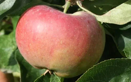 Ontario Apple Seeds - 25+ Heirloom Malus domestica Seeds for Garden Planting USA