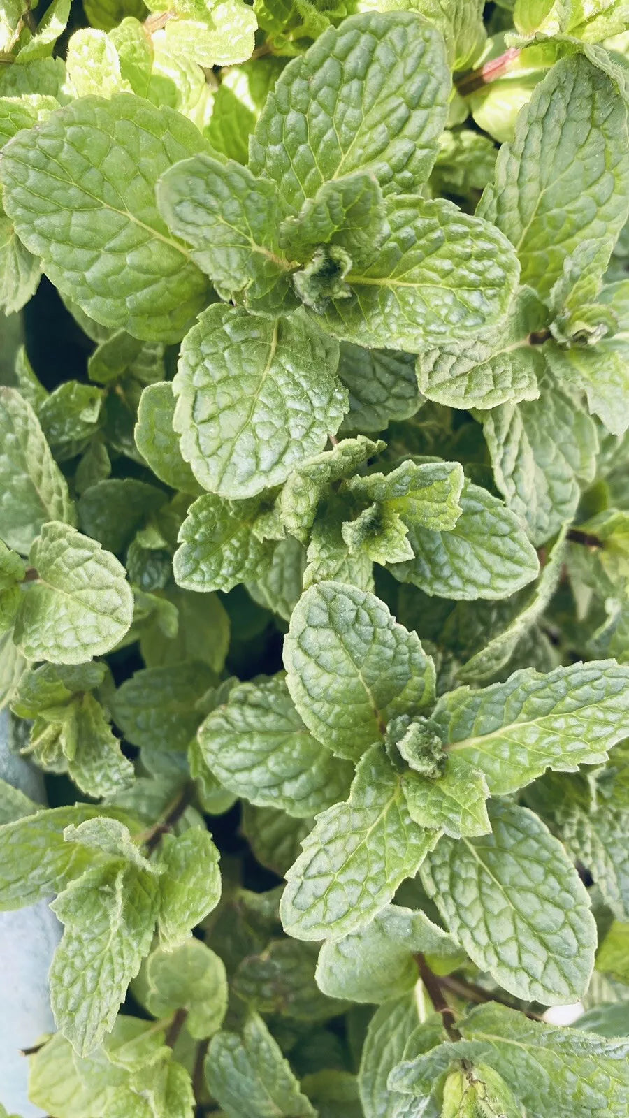 Live Peppermint Plants - 10 Bare Root Organic Mojito Mint Rau Húng Lủi