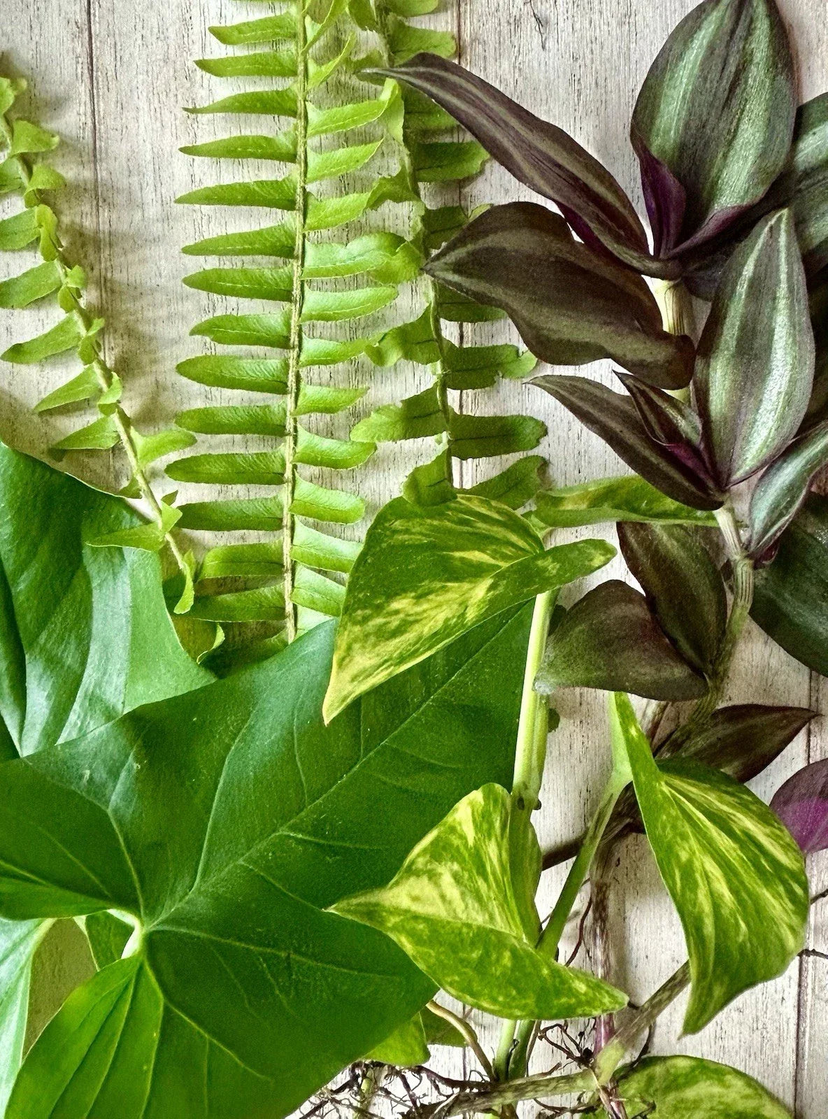Assorted Plant Cuttings - 16 Rooted Varieties for Propagation & Indoor Gardening - Healthy, Ready-to-Plant