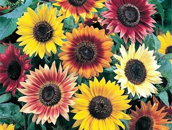 Sunflower Seeds Evening Colors Mix - 62 Seeds Helianthus annuus Garden Flower for Pollinators & Bouquets