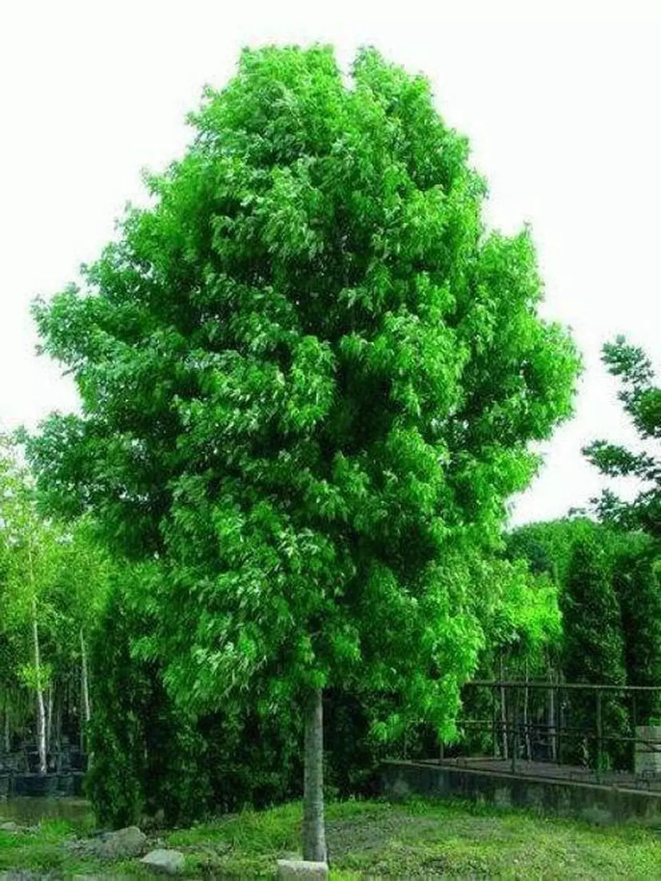Silver Maple Tree Live Starter Plant 6-12 Inches Acer saccharinum Bare Root