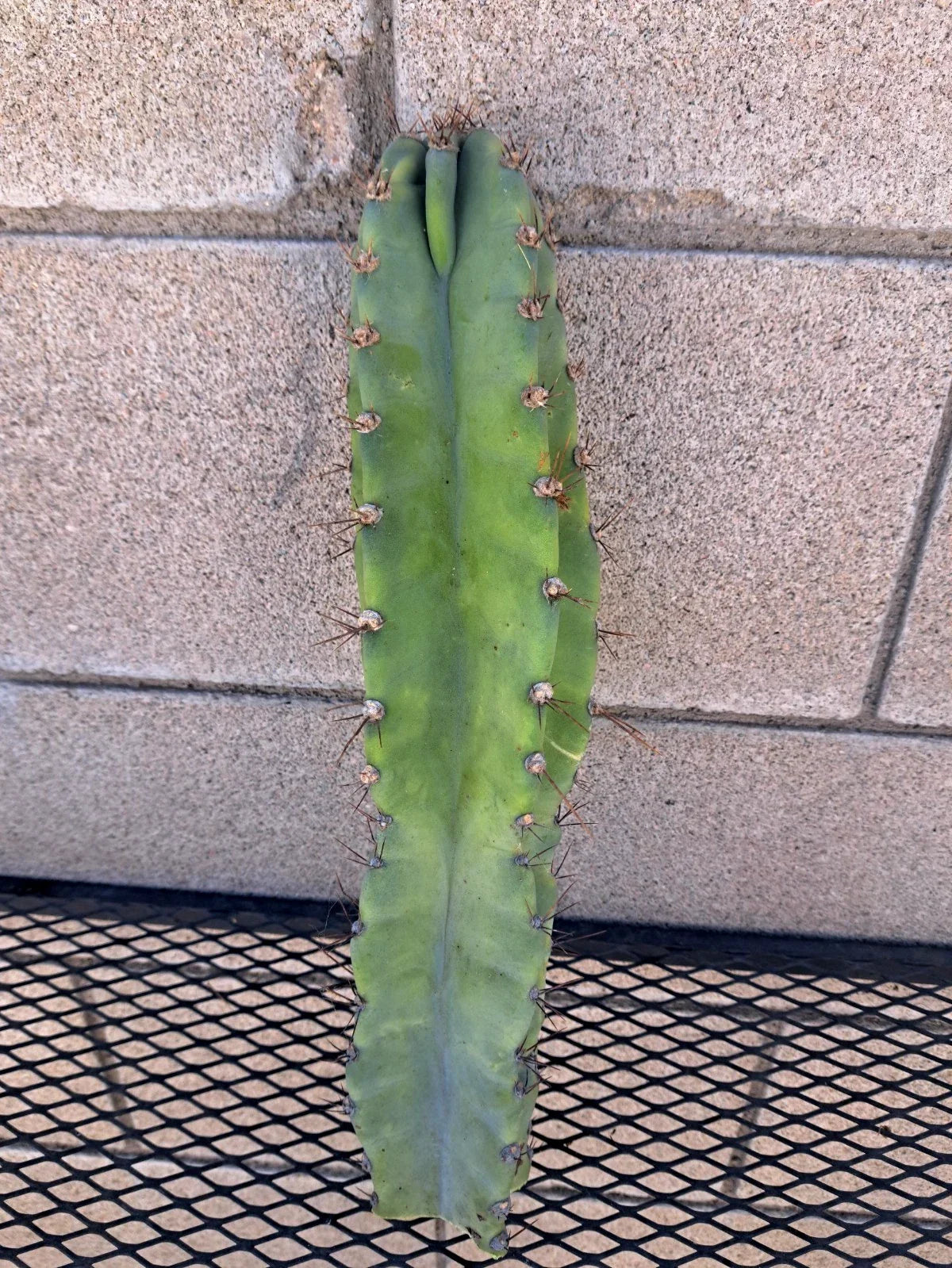 Cereus Forbesii Giant Cactus Cutting - Succulent Indoor Plant, Unique Greenhouse Variety, Columnar, Easy Care