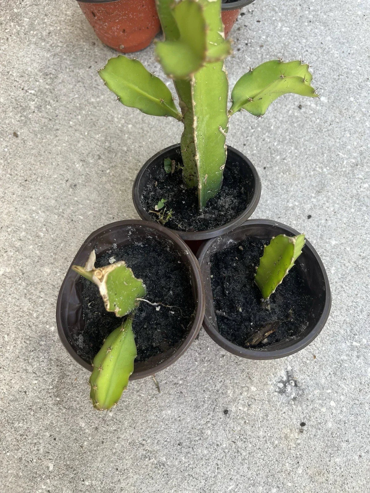 Well Rooted Dragon Fruit Plant - White Pitaya in 4-Inch Pot - Hylocereus undatus - Exotic Fruit Plant for Garden or Indoor