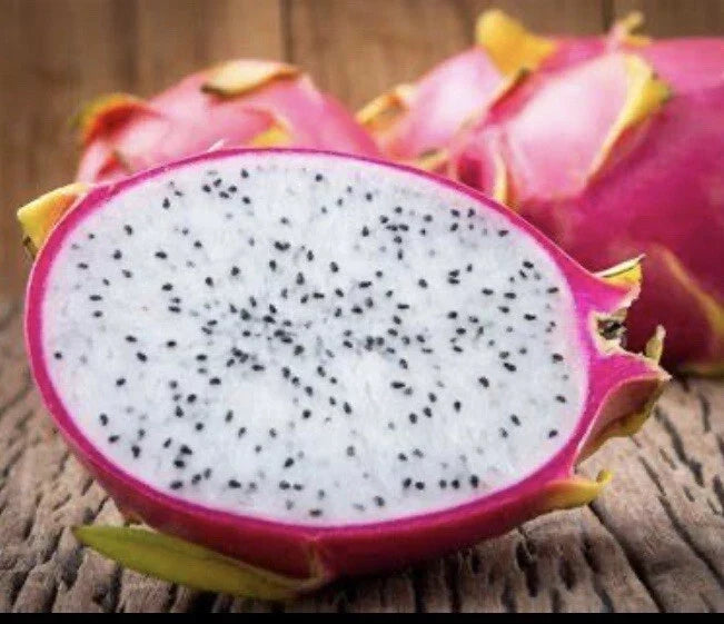 Dragon Fruit Plant 4" White Flesh Pitaya Exotic Tropical Cacti Edible Hylocereus undatus