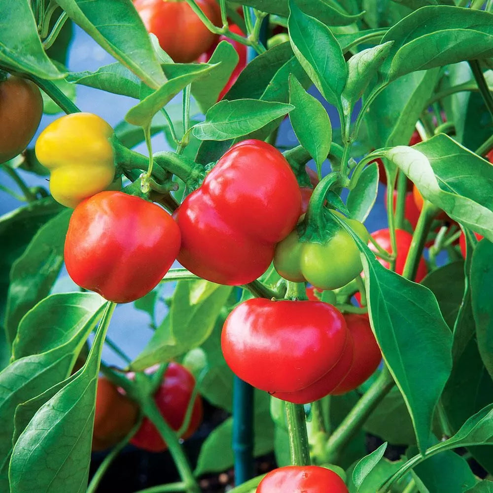 Pimento Red Pepper Seeds - 1000 Non-GMO Capsicum annuum Seeds for Home Garden