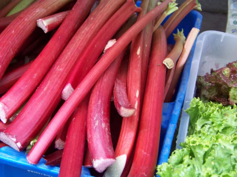 Rhubarb Seeds - 30 Pack, Perennial Fruit, Rheum rhabarbarum, Garden Seeds for Pies & Jams, Free Shipping